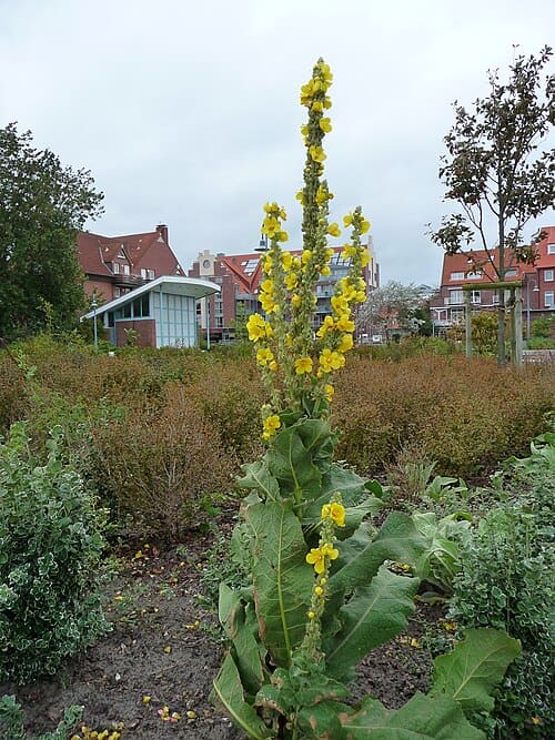 Verbascum thapsus