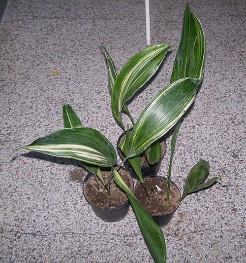 Aspidistra elatior