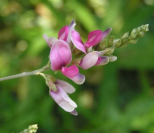 Lespedeza formosa