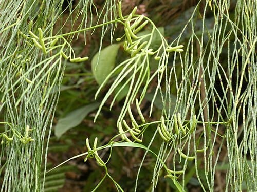 Lycopodiastrum casuarinoides