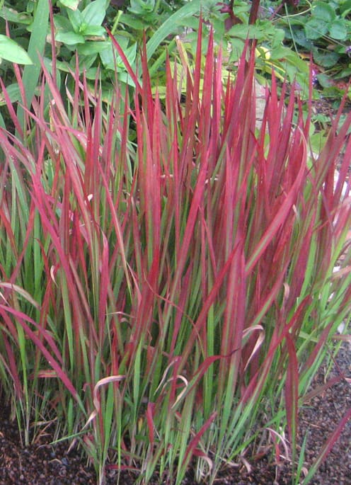 Imperata cylindrica
