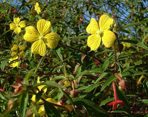 Ludwigia octovalvis