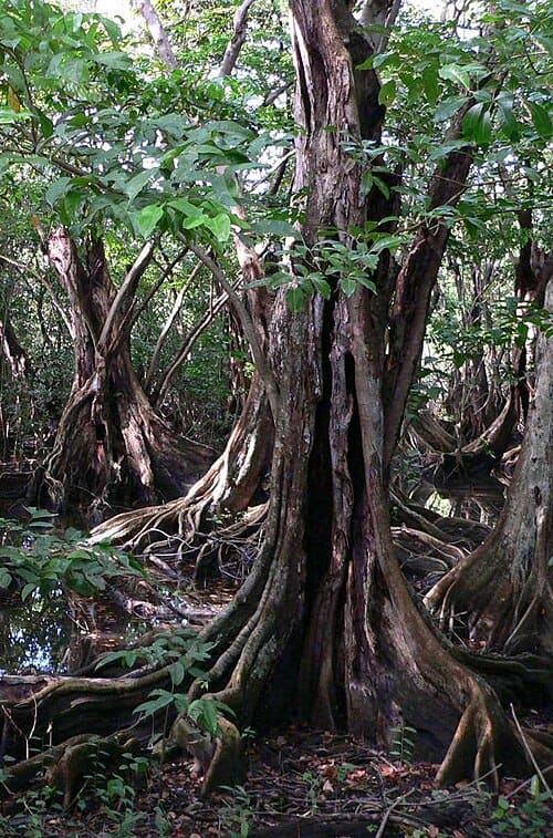Pterocarpus officinalis