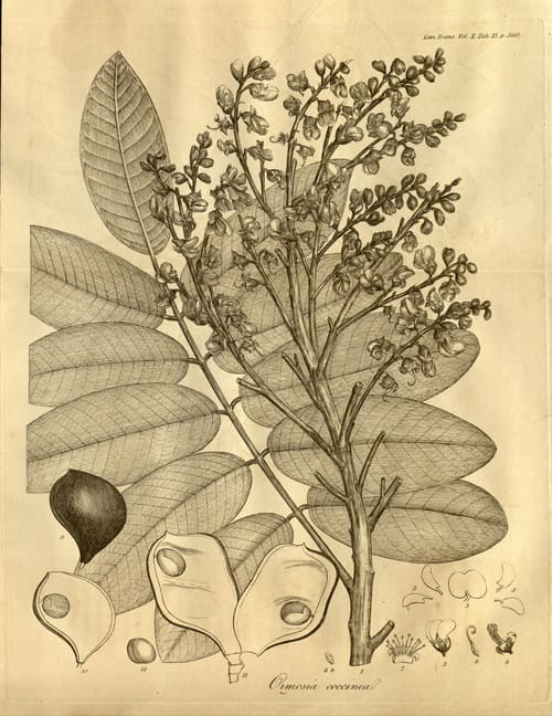 Ormosia, standing in for Ormosia henryi