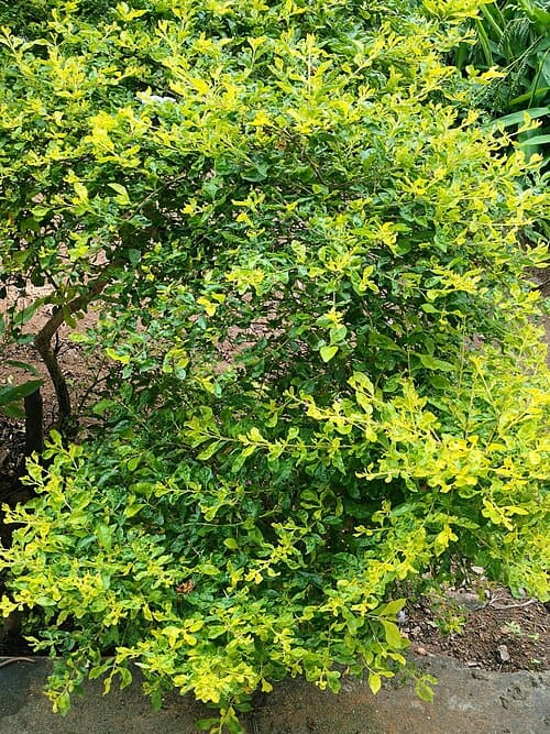 Duranta erecta