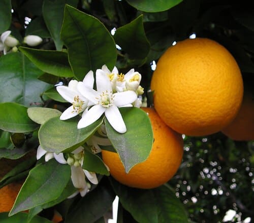 Citrus, standing in for Citrus wilsonii