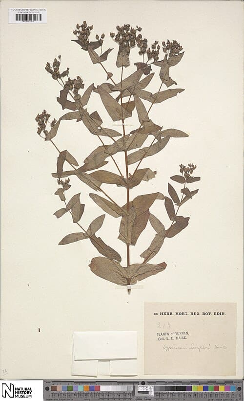 Hypericum sampsonii