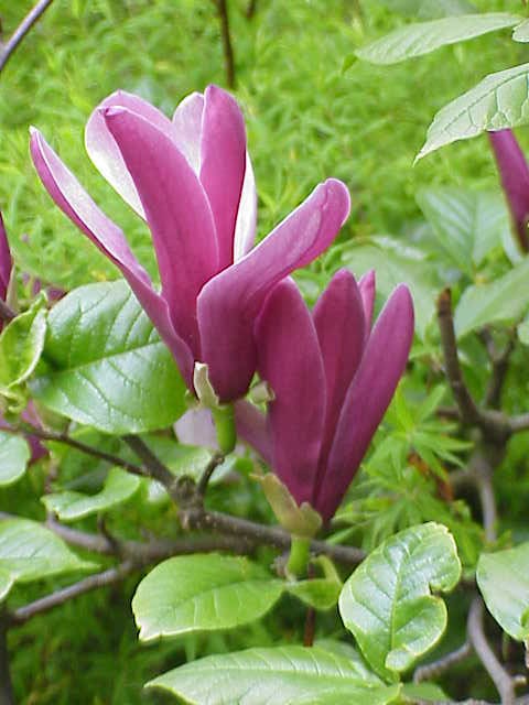Magnolia liliflora
