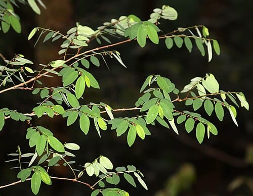Phyllanthus flexuosus
