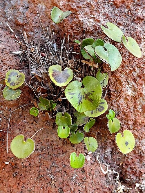 Adiantum reniforme