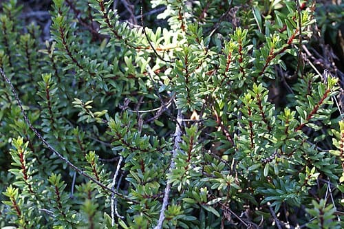 Embelia, standing in for Embelia oblongifolia