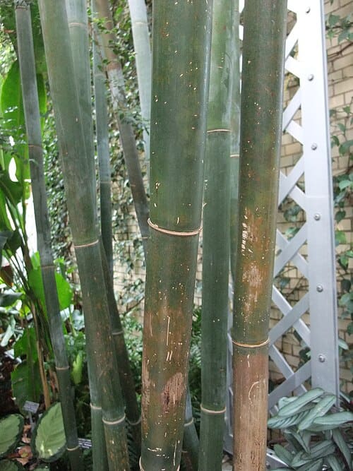 Bambusa textilis