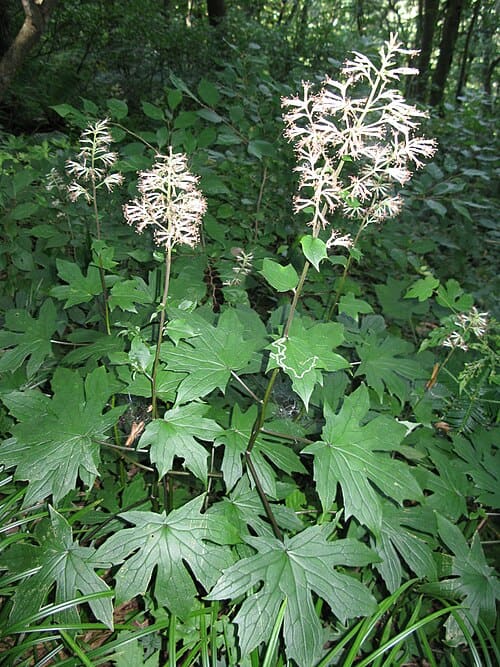 Parasenecio delphiniifolius