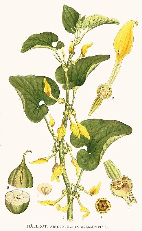 Aristolochioideae, standing in for Isotrema fangchi