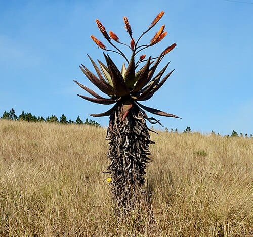 Aloe marlothii