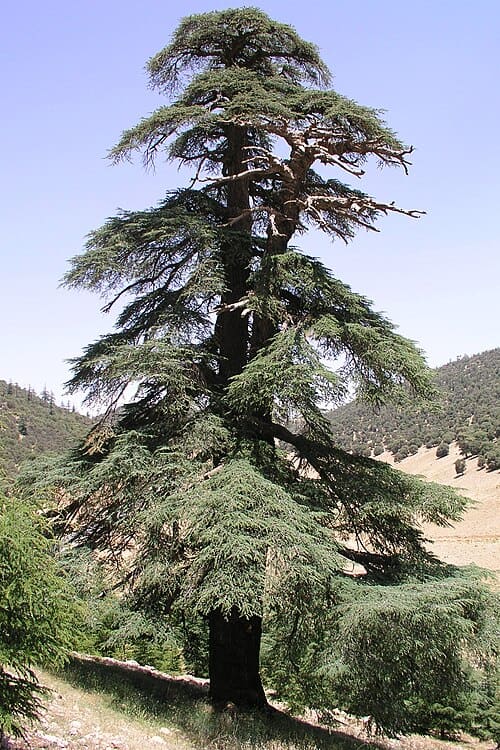Cedrus atlantica