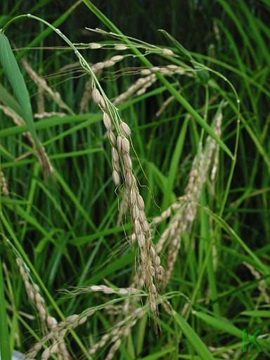 Oryza sativa