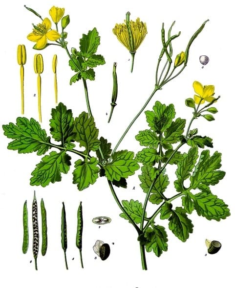 Chelidonium