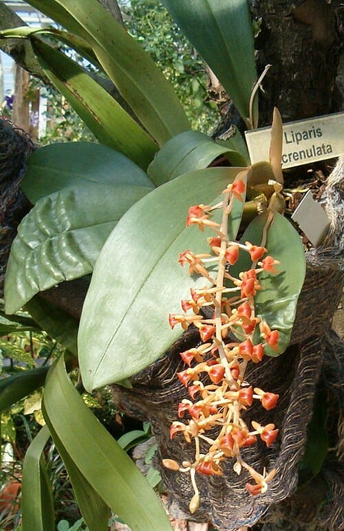 Liparis, standing in for Liparis purpurea