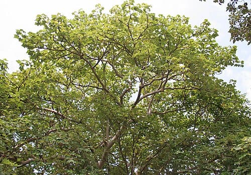 Sterculia, standing in for Sterculia platanifolia