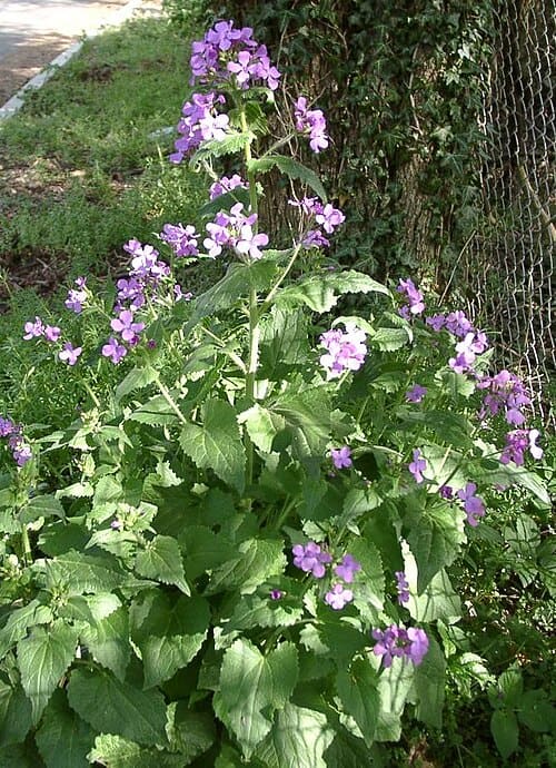 Lunaria