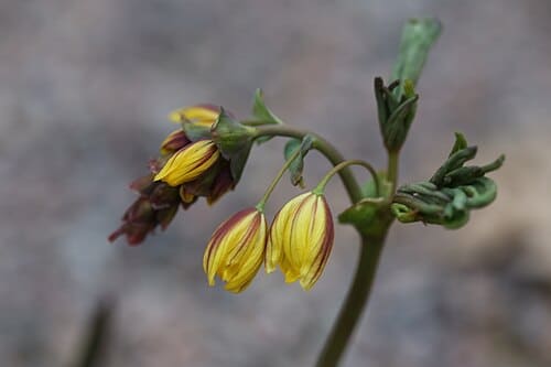 Gymnospermium, standing in for Gymnospermium microrrhynchum