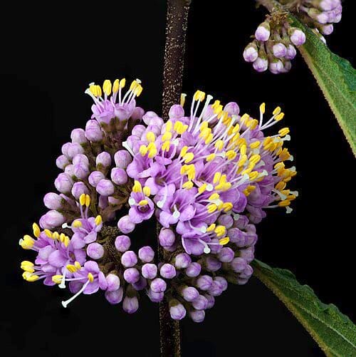 Callicarpa bodinieri