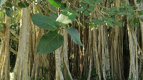 Ficus religiosa