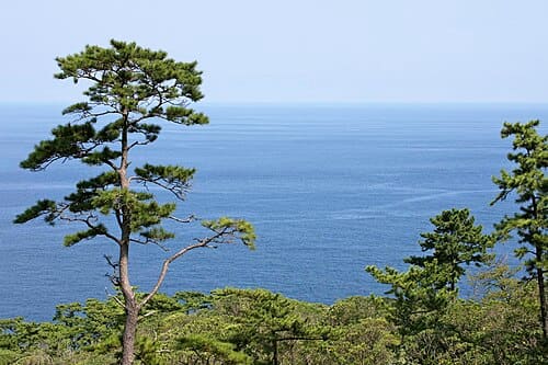 Pinus thunbergii