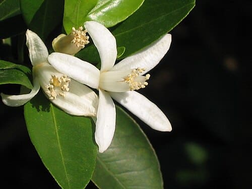 Citrus erythrosa