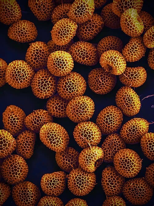 Lycogala epidendrum