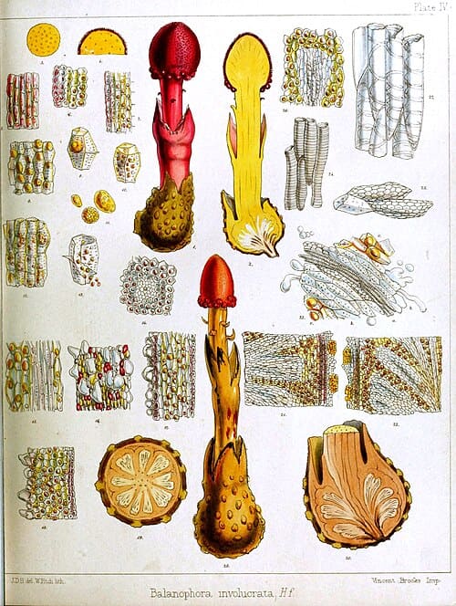 Balanophora involucrata