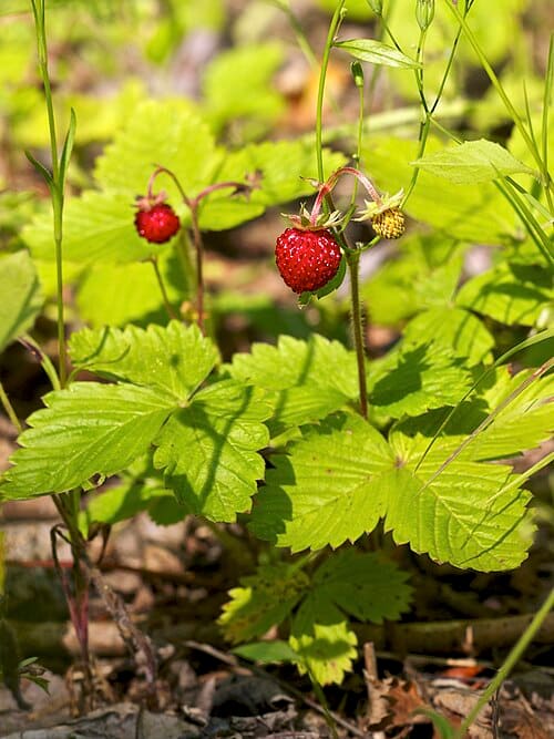 Fragaria vesca