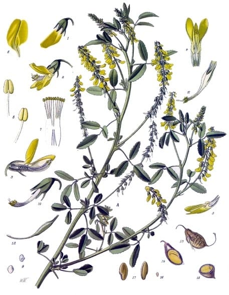 Melilotus, standing in for Melilotus alba
