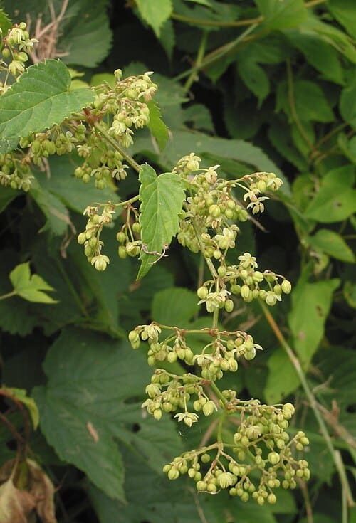 Cannabaceae