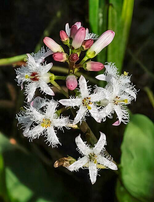 Menyanthes trifoliata