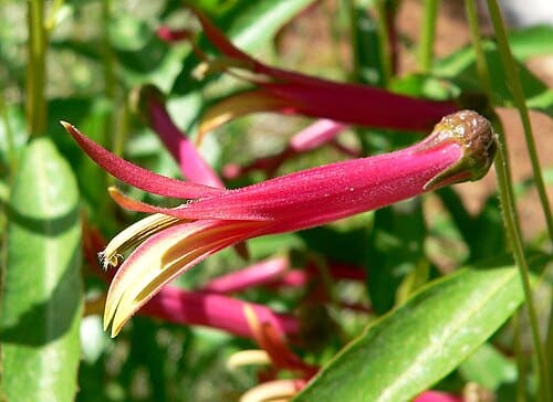 Lobelia, standing in for Lobelia hirsuta