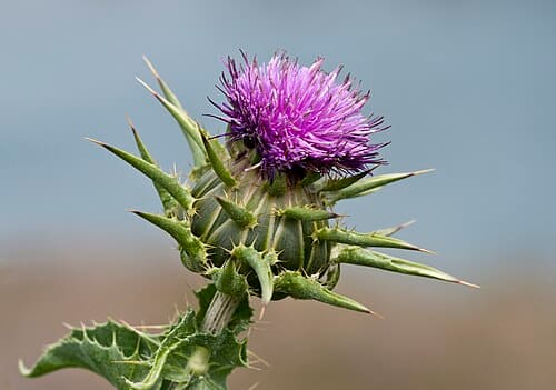 Silybum marianum