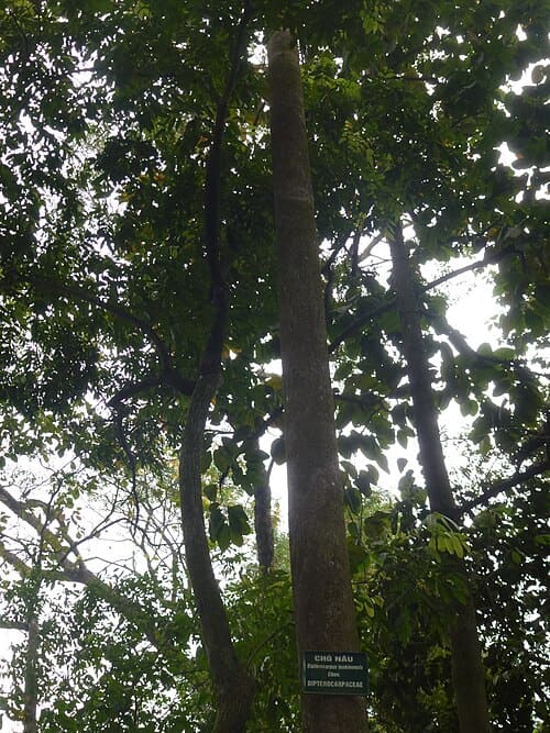 Dipterocarpus retusus