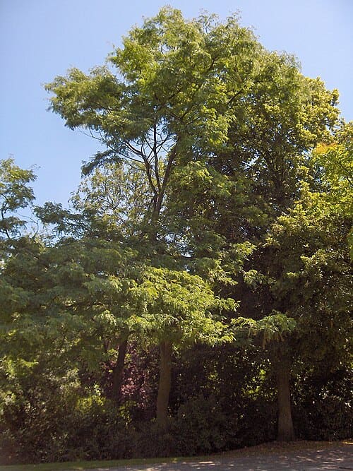 Gleditsia, standing in for Gleditsia fera