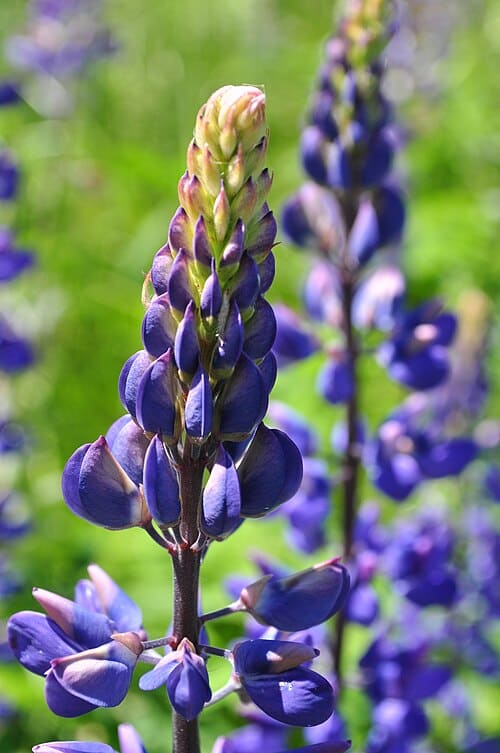 Lupinus polyphyllus