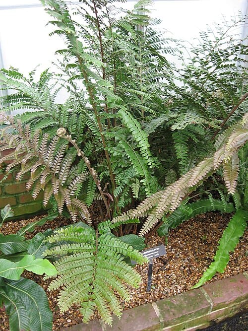 Hypodematiaceae, standing in for Hypodematium sinense