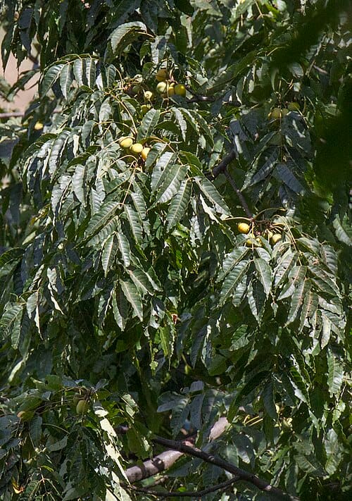 Choerospondias axillaris