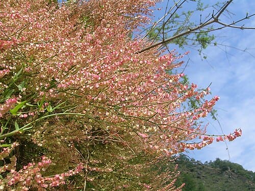 Rumex hastatus