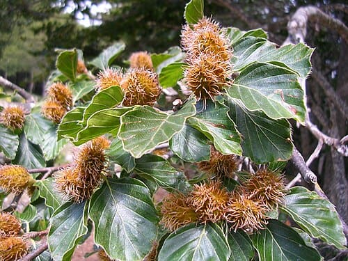 Fagus