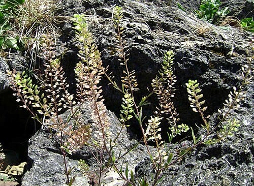 Lepidium virginicum