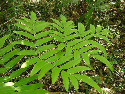 Osmunda japonica