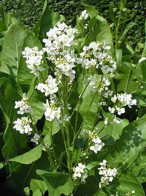Armoracia, standing in for Armoracia nucifera