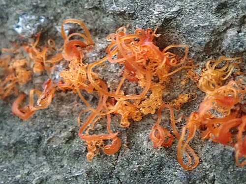 Cytospora