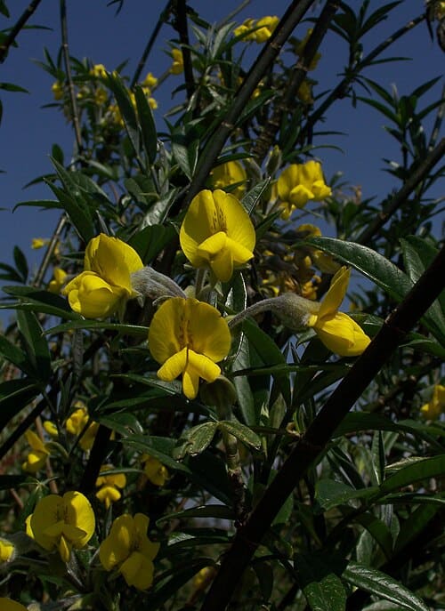 Piptanthus, standing in for Piptanthus concolor